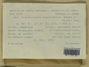 Trachycystis ussuriensis (Regel & Maack) T.J. Kop., Гербарий мохообразных, Мхи - Западная Сибирь (включая Алтай) (B15) (Россия)