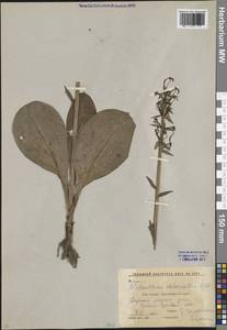 Любка зеленоцветковая (Custer) Rchb., Кавказ, Краснодарский край и Адыгея (K1a) (Россия)