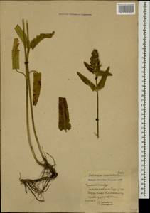 Stachys macrostachys (Wender.) Briq., Кавказ, Армения (K5) (Армения)