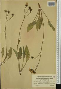Hieracium schmidtii subsp. ceratodon (Arv.-Touv.) O. Bolòs & Vigo, Западная Европа (EUR) (Франция)