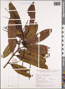 Helicia dongxingensis H. S. Kiu, Зарубежная Азия (ASIA) (Вьетнам)
