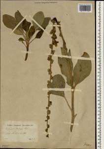 Verbascum kotschyi Boiss. & Hohen., Зарубежная Азия (ASIA) (Турция)