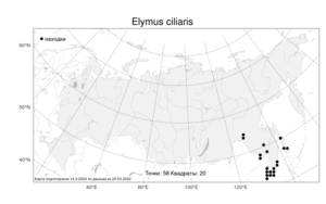 Elymus ciliaris, Пырейник реснитчатый (Trin.) Tzvelev, Атлас флоры России (FLORUS) (Россия)