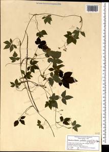 Vanasushava pedata (Wight) P.K. Mukherjee & Constance, Зарубежная Азия (ASIA) (Индия)