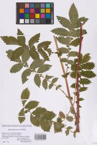 Репешок высокий Wallr., Восточная Европа, Западный район (E3) (Россия)