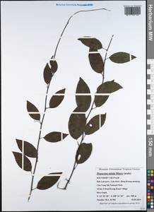 Hypserpa nitida Miers ex Benth., Зарубежная Азия (ASIA) (Вьетнам)