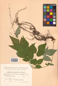 Hylodesmum podocarpum subsp. fallax (Schindl.) H.Ohashi & R.R.Mill, Сибирь, Дальний Восток (S6) (Россия)