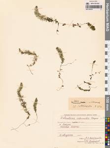 Пузырчатка средняя  Hayne, Сибирь, Чукотка и Камчатка (S7) (Россия)