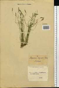 Лисохвост равный Sobol., Сибирь, Чукотка и Камчатка (S7) (Россия)