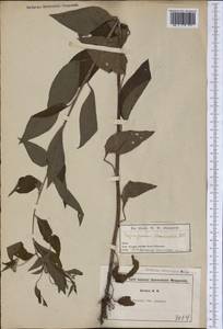 Hackelia virginiana (L.) I. M. Johnst., Америка (AMER) (США)