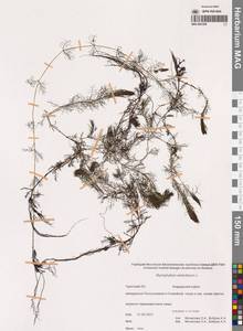 Уруть мутовчатая L., Сибирь, Чукотка и Камчатка (S7) (Россия)