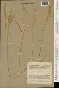 Arrhenatherum palaestinum Boiss., Зарубежная Азия (ASIA) (Израиль)