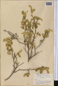 Solanum tetramerum Dunal & A. DC., Америка (AMER) (Куба)