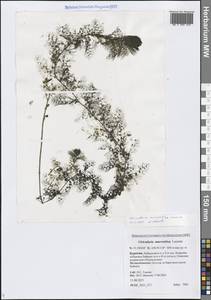 Пузырчатка крупнокорневая Leconte, Сибирь, Прибайкалье и Забайкалье (S4) (Россия)