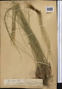 Ковыль перистый L., Средняя Азия и Казахстан, Джунгарский Алатау и Тарбагатай (M5) (Казахстан)