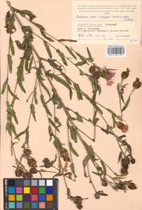 Centaurea ×livonica Weinm., Восточная Европа, Московская область и Москва (E4a) (Россия)