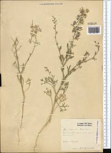 Живокость, Средняя Азия и Казахстан, Каракумы (M6) (Туркмения)