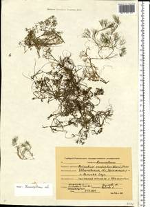Ranunculus confervoides (Fries) Fries, Восточная Европа, Волжско-Камский район (E7) (Россия)