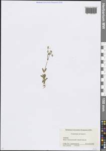 Ясколка полевая L., Кавказ, Краснодарский край и Адыгея (K1a) (Россия)