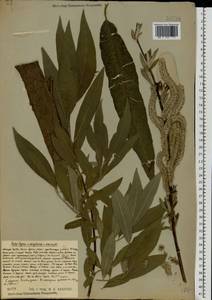 Ива [гибрид], Восточная Европа, Центральный район (E4) (Россия)