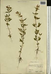 Пикульник ладанниковый L., Восточная Европа, Восточный район (E10) (Россия)