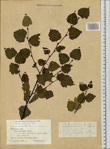 Береза пушистая Ehrh., Сибирь, Западная Сибирь (S1) (Россия)