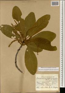 Terminalia avicennioides Guill. & Perr., Африка (AFR) (Мали)