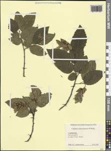 Carpinus × schuschaensis H.J.P.Winkl., Кавказ, Азербайджан (K6) (Азербайджан)