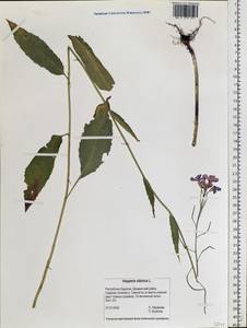 Вечерница сибирская L., Сибирь, Прибайкалье и Забайкалье (S4) (Россия)