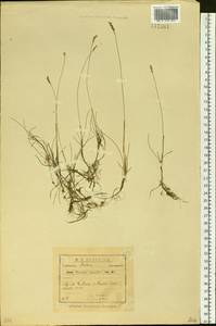 Anthoxanthum arcticum Veldkamp, Сибирь, Западная Сибирь (S1) (Россия)