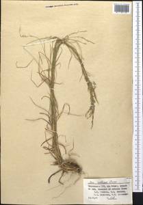 Мятлик разноцветный Besser, Средняя Азия и Казахстан, Памир и Памиро-Алай (M2) (Таджикистан)