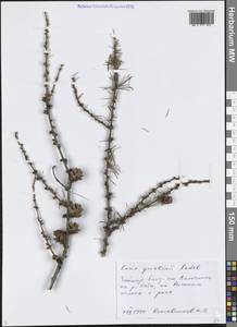 Лиственница даурская (Rupr.) Kuzen., Сибирь, Центральная Сибирь (S3) (Россия)