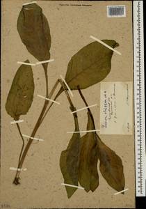 Lactuca quercina subsp. quercina, Восточная Европа, Нижневолжский район (E9) (Россия)
