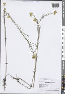 Желтушник развесистый Ehrh., Восточная Европа, Центральный район (E4) (Россия)