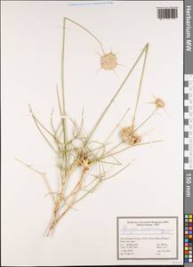 Pycnocycla aucheriana Decne. ex Boiss., Зарубежная Азия (ASIA) (Иран)