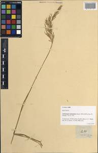 Bothriochloa bladhii (Retz.) S.T.Blake, Зарубежная Азия (ASIA) (Филиппины)