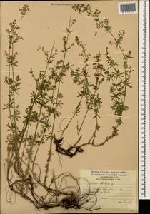 Подмаренник мягкий L., Кавказ, Южная Осетия (K4b) (Южная Осетия)