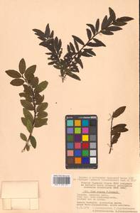 Падуб морщинистый F.Schmidt, Сибирь, Дальний Восток (S6) (Россия)