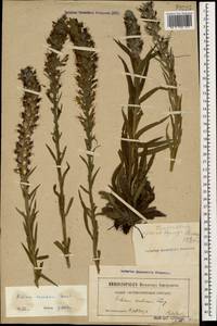 Синяк пятнистый (L.) Böhle & Hilger, Кавказ, Ставропольский край, Карачаево-Черкесия, Кабардино-Балкария (K1b) (Россия)
