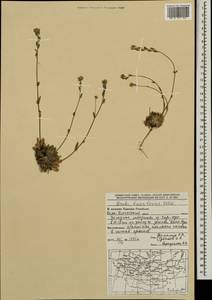 Draba baicalensis Tolm., Монголия (MONG) (Монголия)
