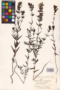 MHA 0 162 039, Rhinanthus osiliensis (Ronniger & Saarsoo) Vassilcz., Восточная Европа, Эстония (E2c) (Эстония)