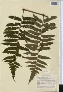 Cyathea petiolata (Hook.) R. M. Tryon, Америка (AMER) (Колумбия)
