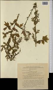 Латук дубравный L., Западная Европа (EUR) (Румыния)