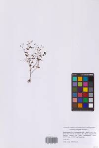 Вероника ключевая, Вероника водная L., Восточная Европа, Московская область и Москва (E4a) (Россия)