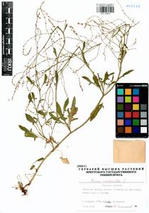 Щавель воробьиный, Щавелек L., Сибирь, Западная Сибирь (S1) (Россия)