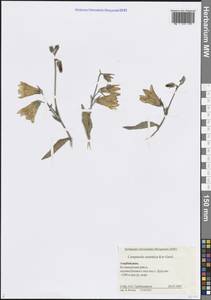 Колокольчик сарматский Ker Gawl., Кавказ, Азербайджан (K6) (Азербайджан)