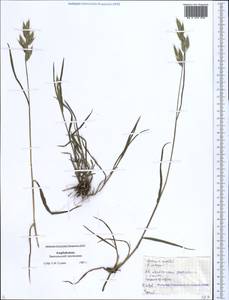 Костер мягкий L., Кавказ, Азербайджан (K6) (Азербайджан)