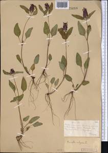 Черноголовка обыкновенная L., Средняя Азия и Казахстан, Муюнкумы, Прибалхашье и Бетпак-Дала (M9) (Казахстан)