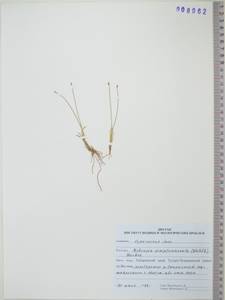 KHA8062, Carex simpliciuscula Wahlenb., Сибирь, Дальний Восток (S6) (Россия)