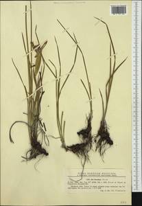 Iris sintenisii subsp. brandzae (Prodan) D.A.Webb & Chater, Западная Европа (EUR) (Румыния)
